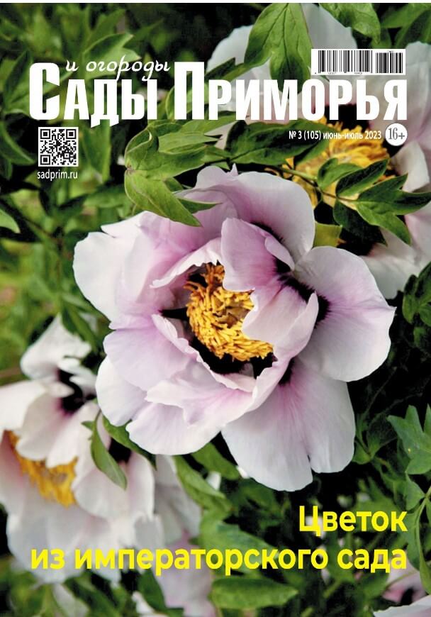 Сады и огороды Приморья журнал. Древовидный пион листья. Пион древовидный и травянистый отличия.